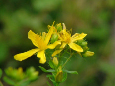 Hypericum perforatum Sint Janskruid bestellen